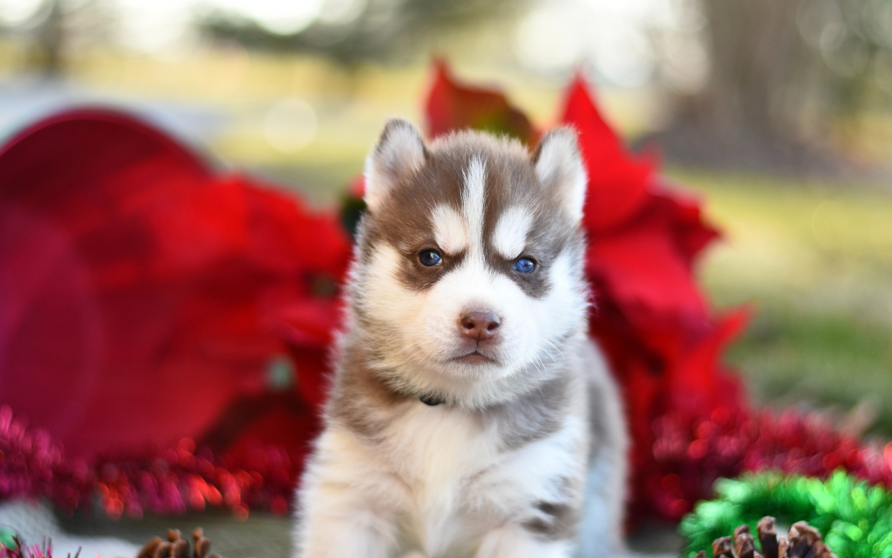 Маленький голубоглазый щенок хаски 