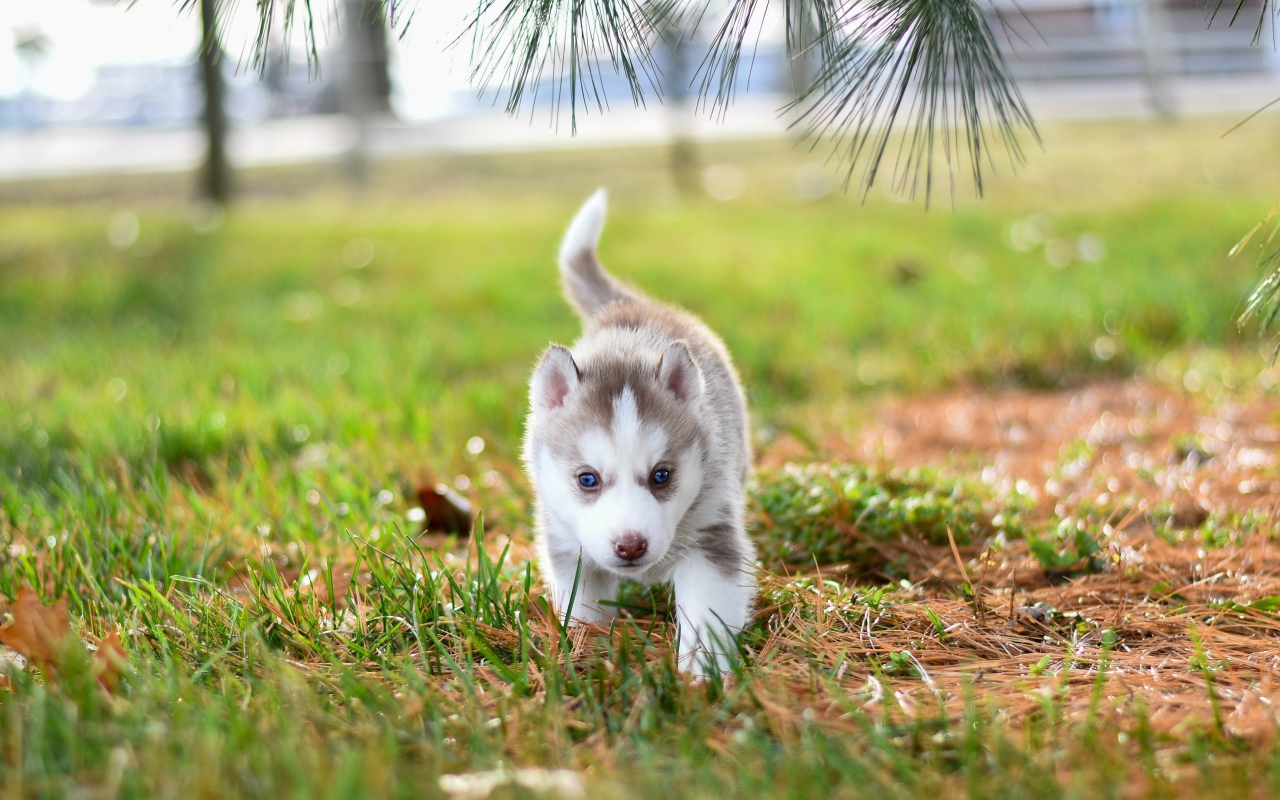 Маленький голубоглазый щенок хаски гуляет по зеленой траве