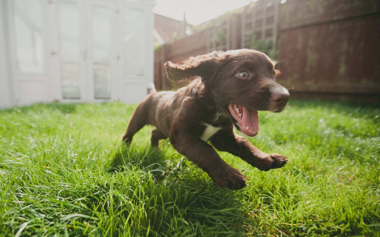 Little cheerful puppy runs on the grass