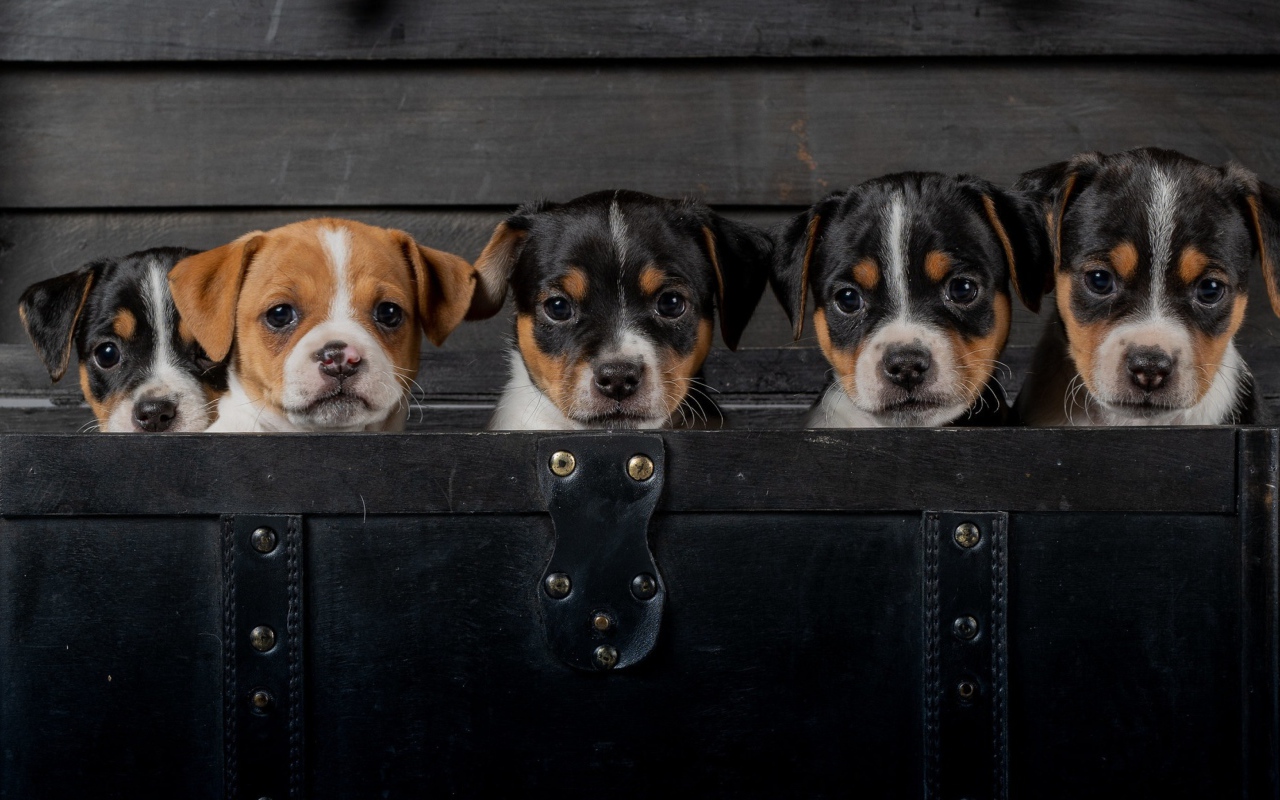 Маленькие забавные щенки сидят в черном чемодане 