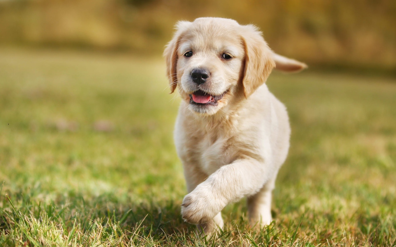 Маленький щенок золотистого ретривера бежит по зеленой траве
