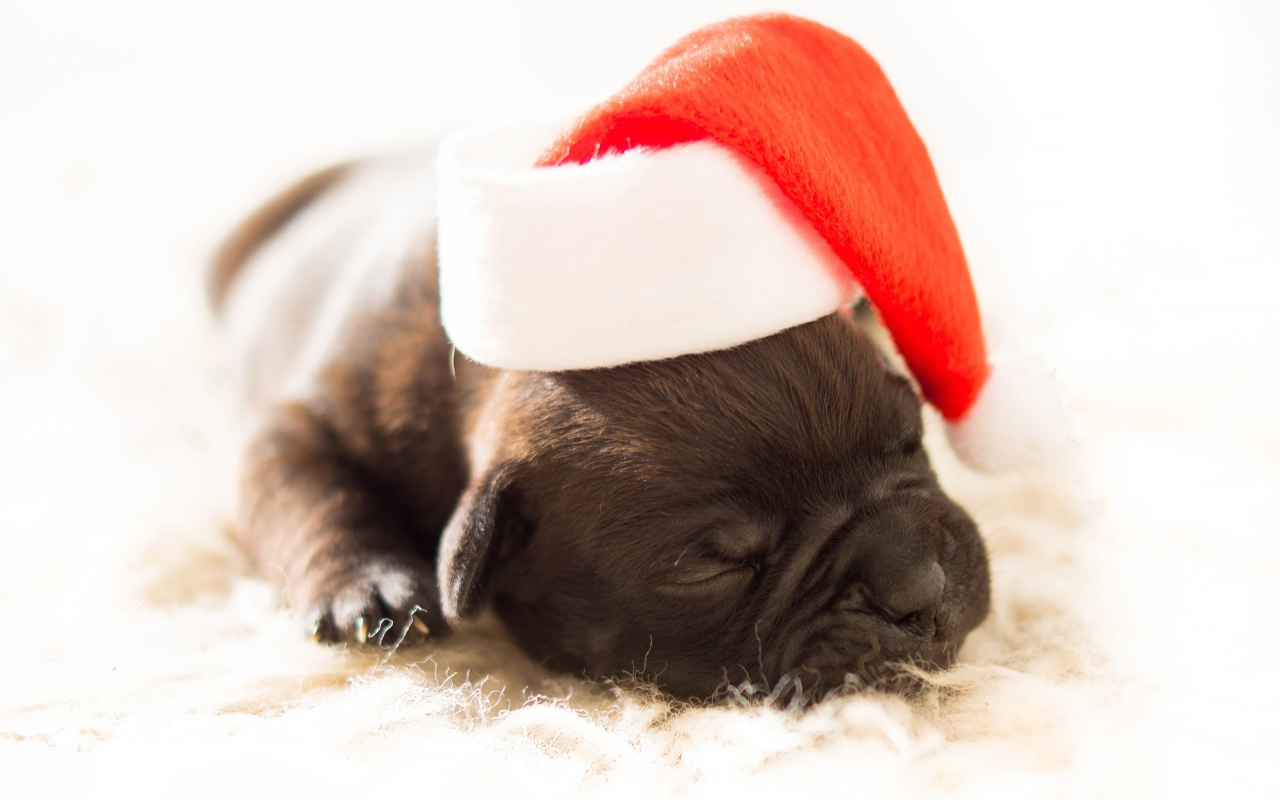 Маленький новорожденный щенок в новогодней шапке 