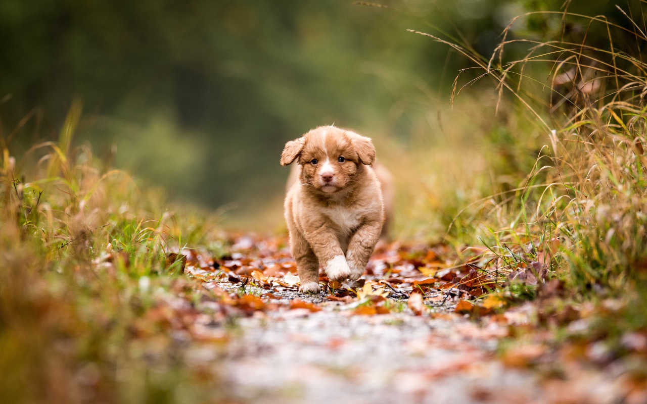 Маленький щенок бежит по дорожке  