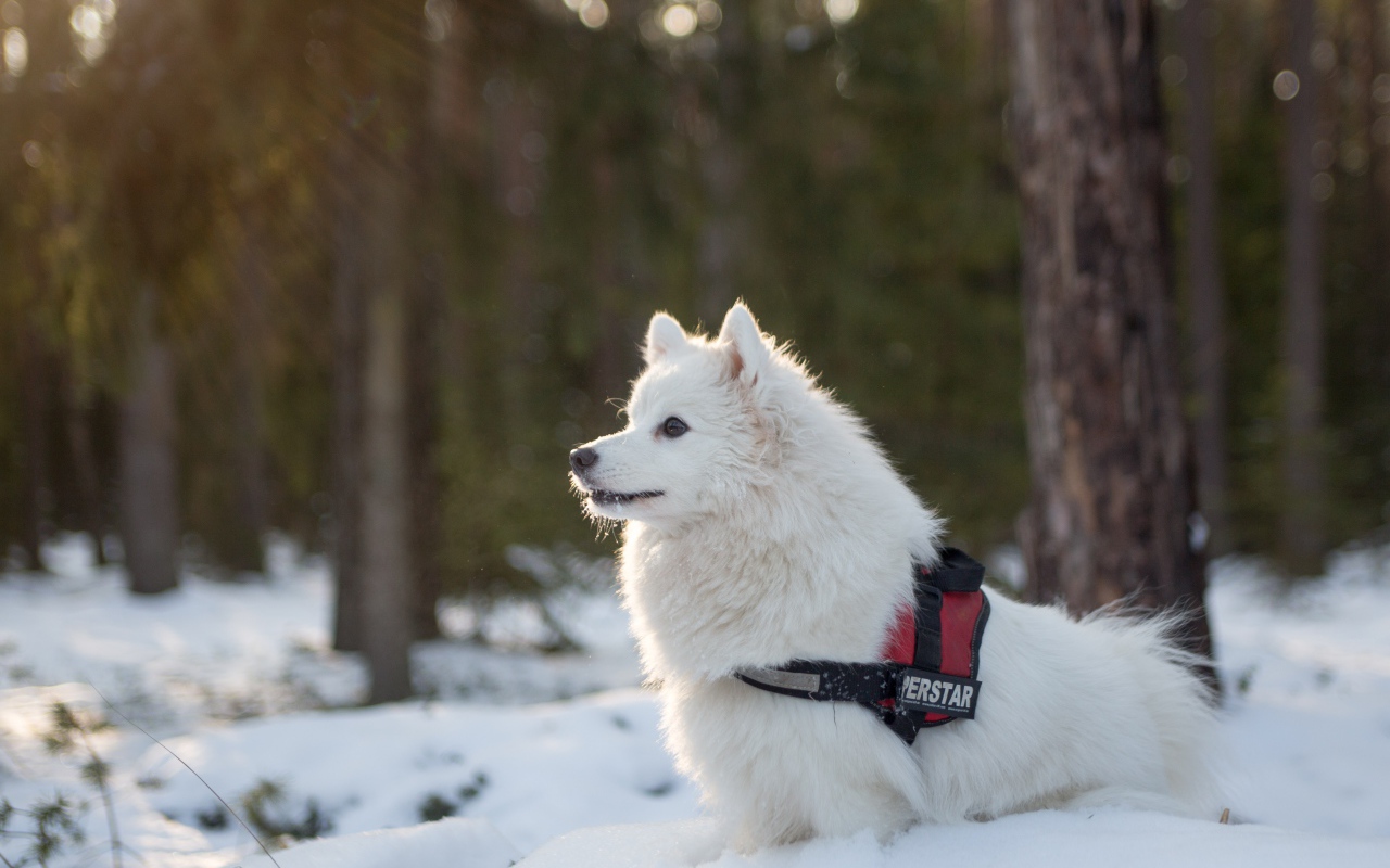 Породистая белая собака гуляет по заснеженному лесу