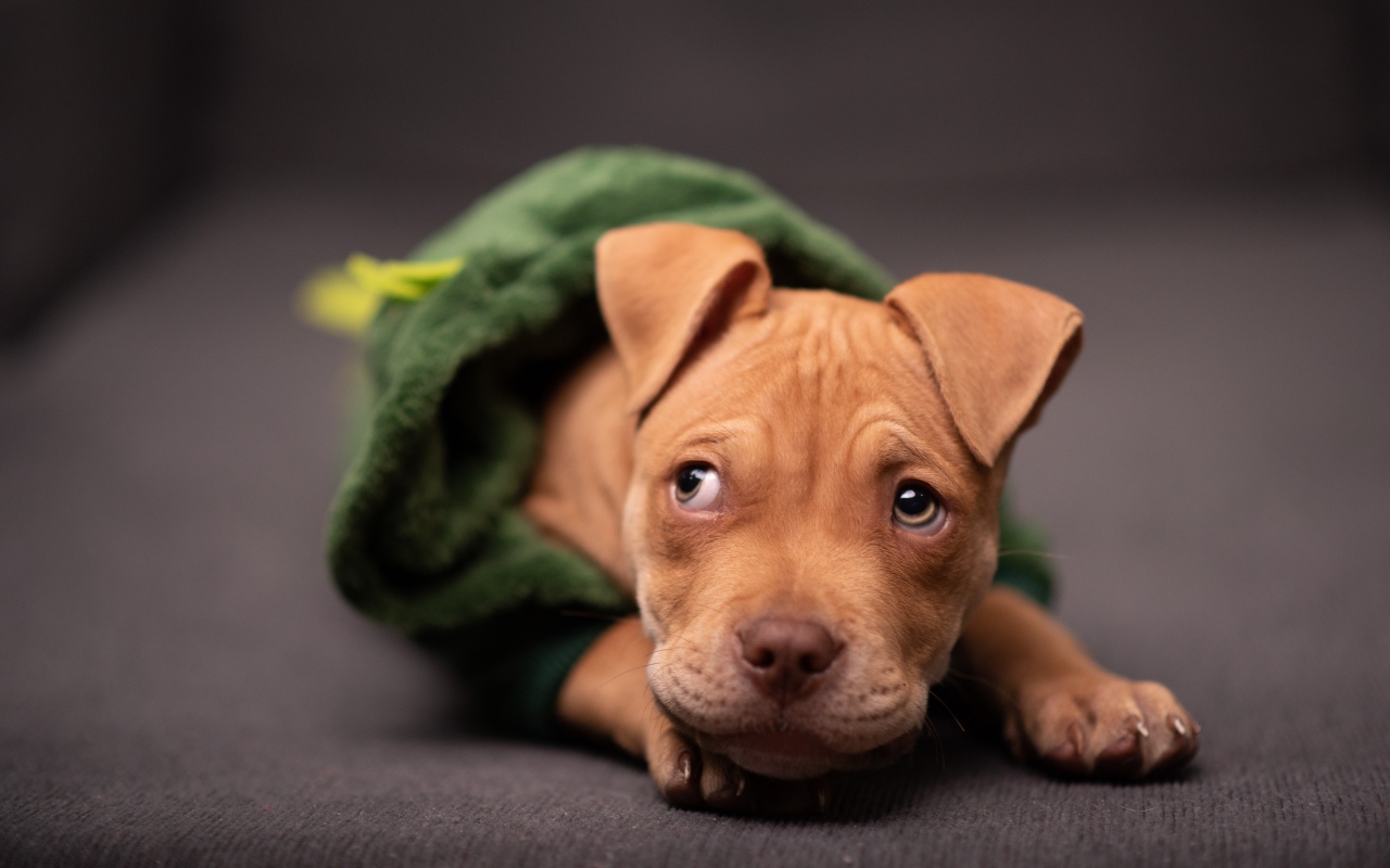 Рыжий щенок в костюме лежит на диване