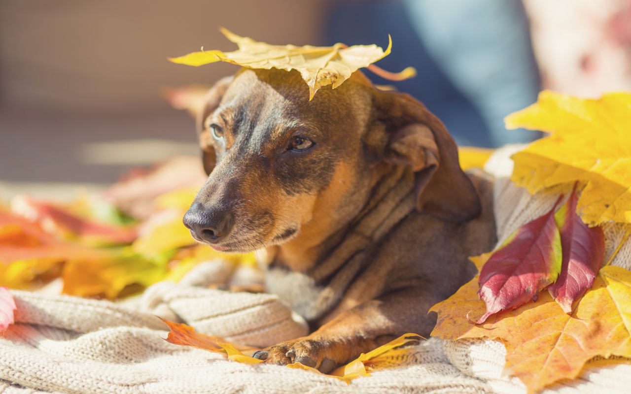 Грустная собака лежит на опавших листьях 