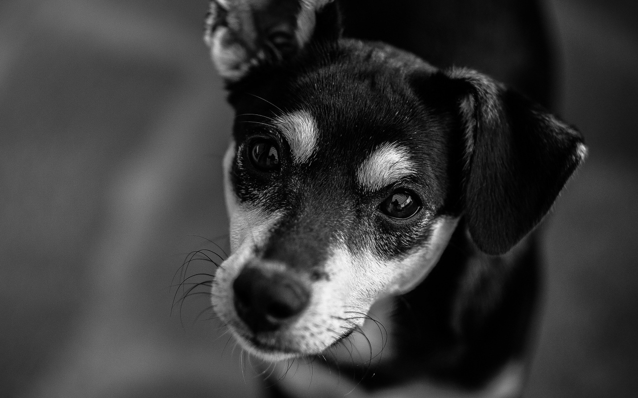 Грустный взгляд  пса черно-белое фото