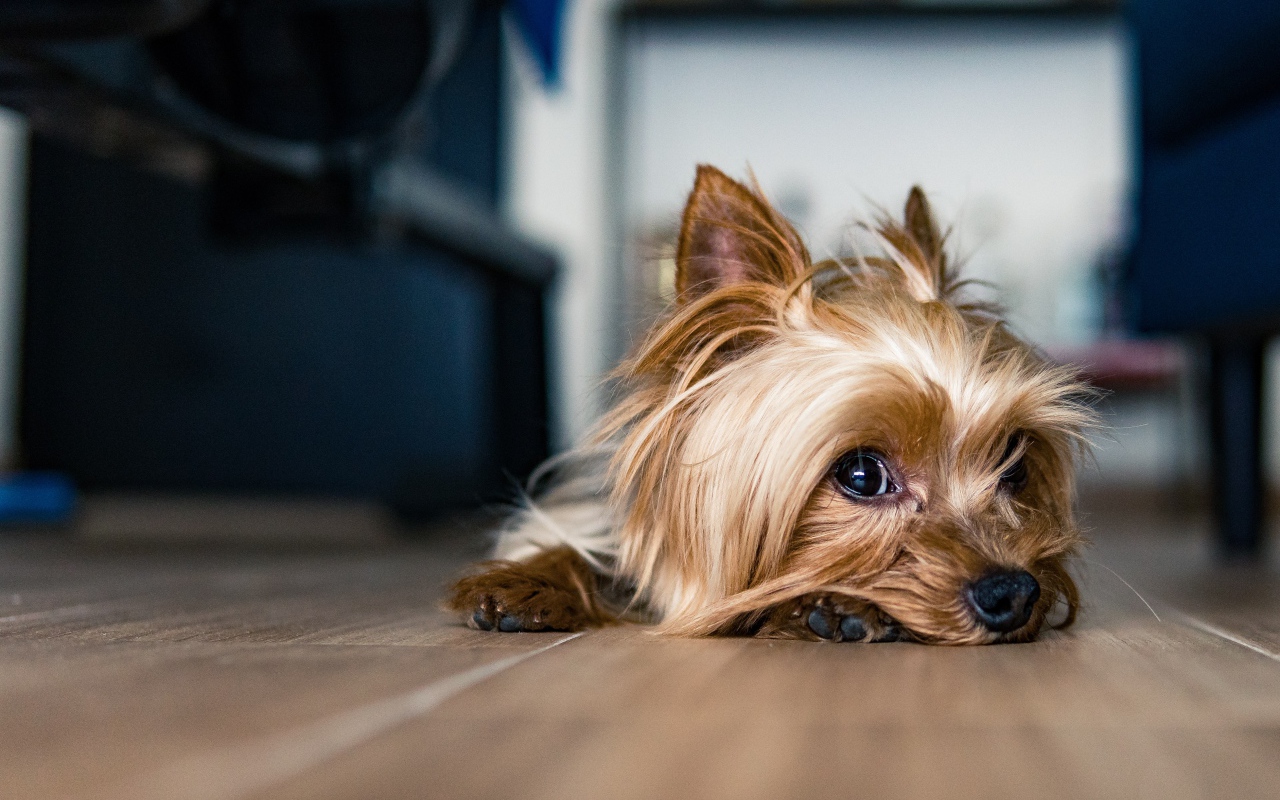 Грустный йоркширский терьер на полу