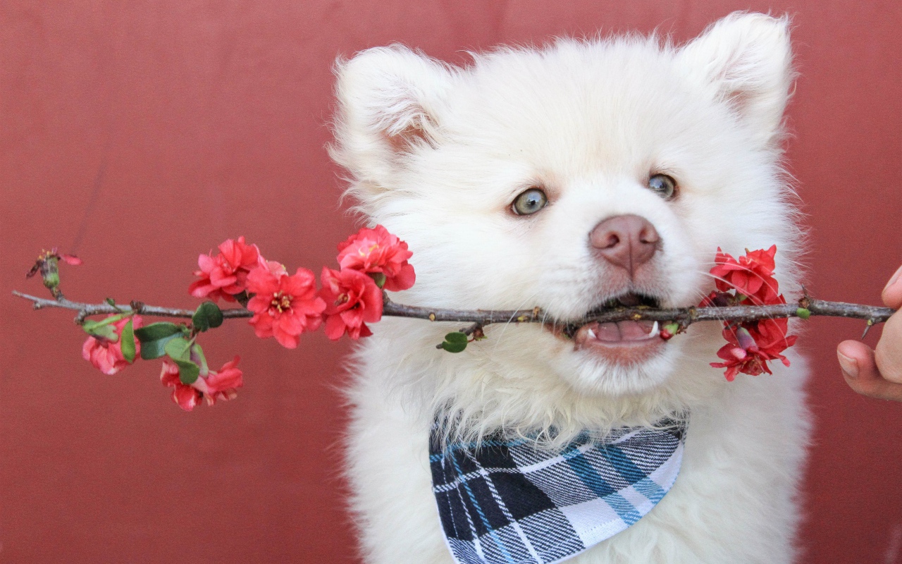 Щенок самоедской лайки с веткой в зубах 