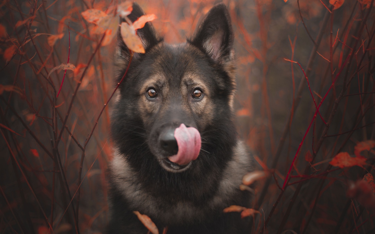 Овчарка облизывает морду языком