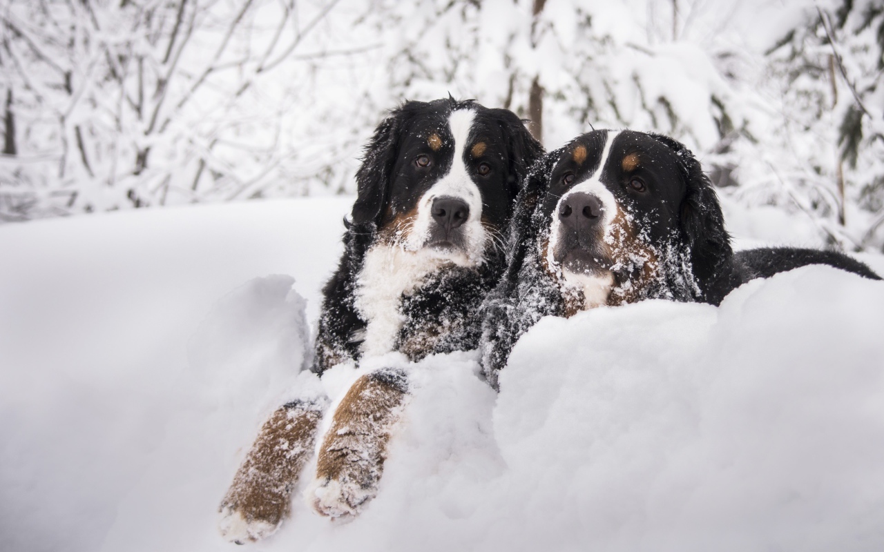 Две собаки Бернский зенненхунд лежат на снегу 