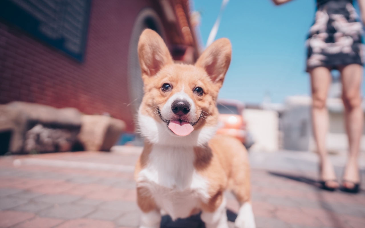 Смешной пес породы вельш-корги с высунутым языком