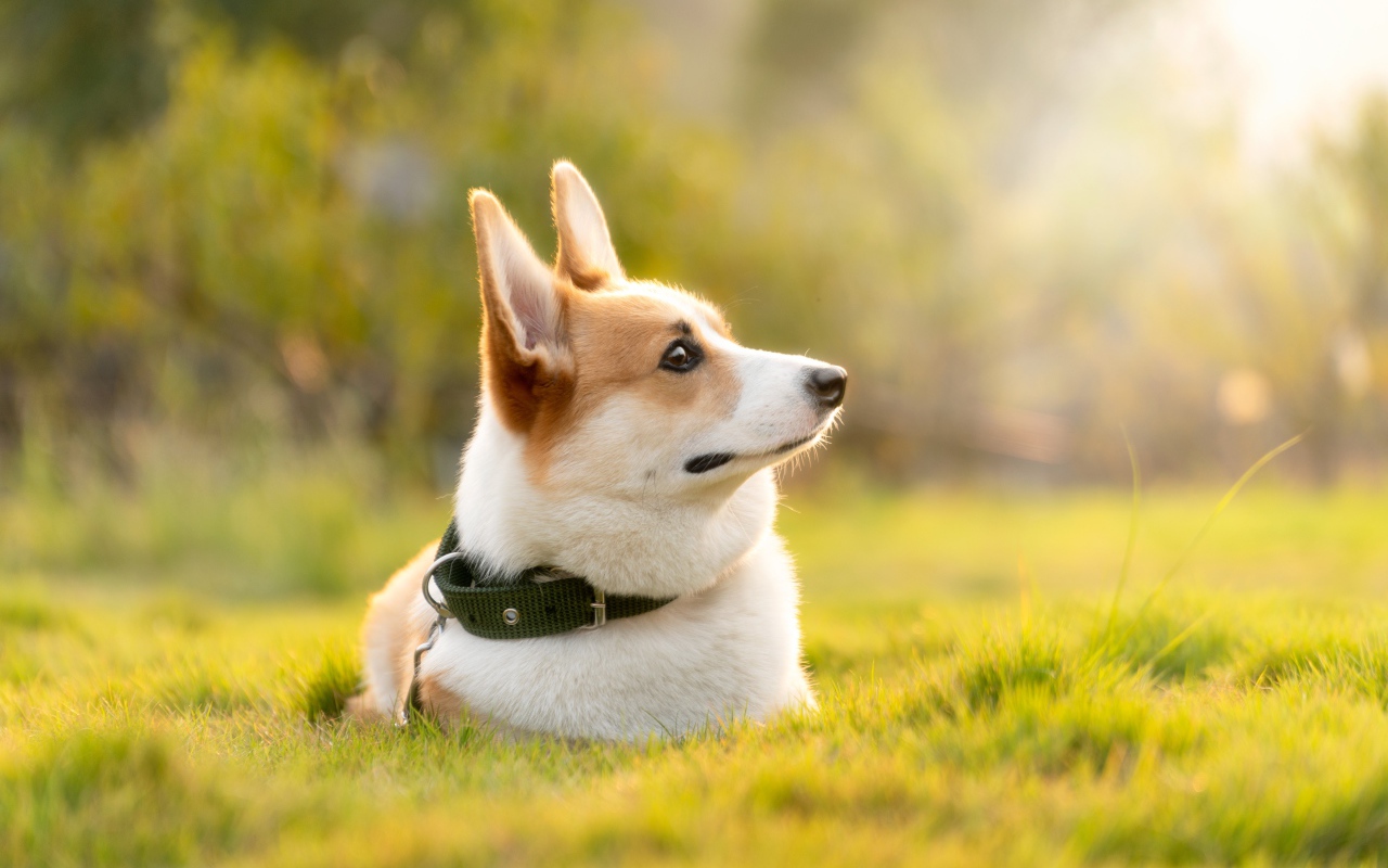 Собака породы вельш корги в ошейнике лежит на траве