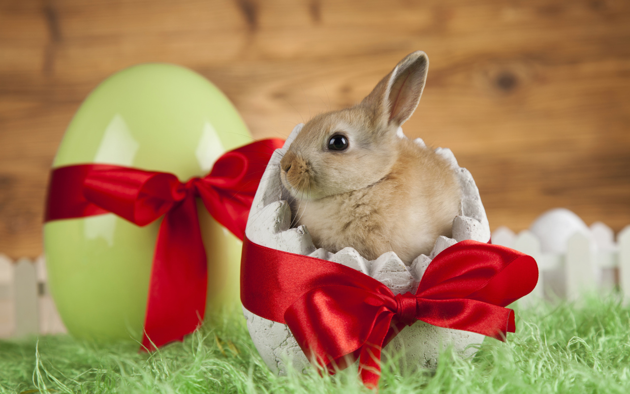 Маленький декоративный кролик в яйце с красным бантом