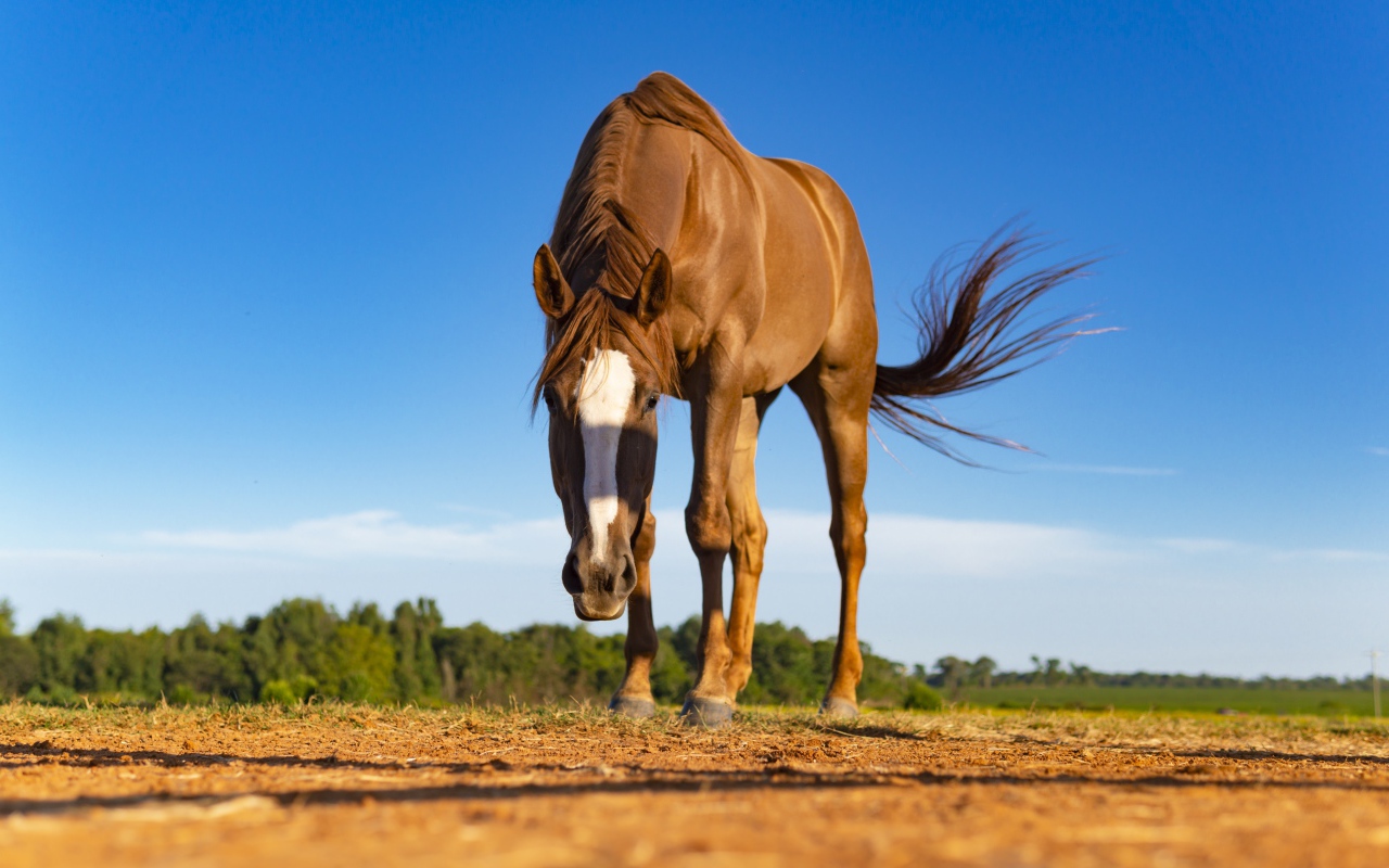 Beautiful brown horse grazing