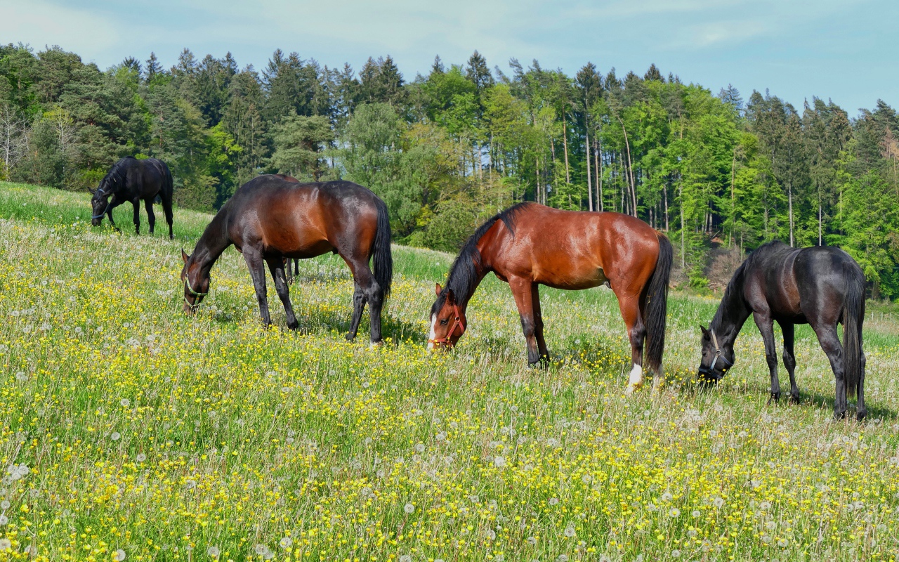 Красивые лошади пасутся по полю у леса
