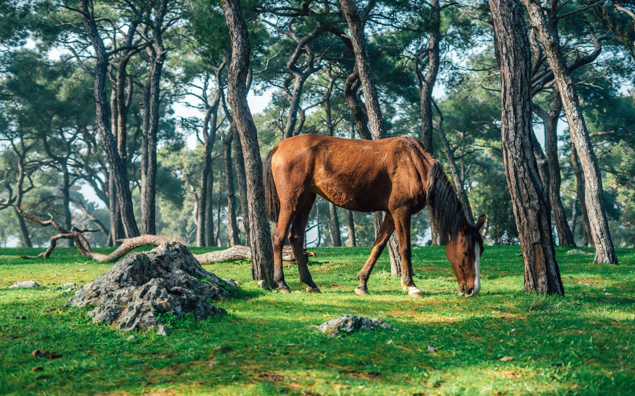 Brown horse grazes on green grass in the forest