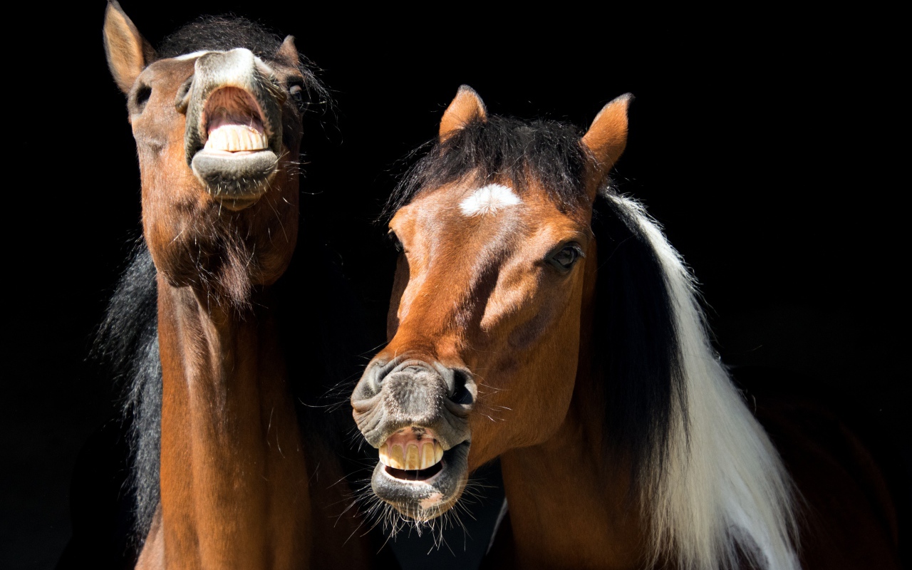 Две ржущие лошади на черном фоне