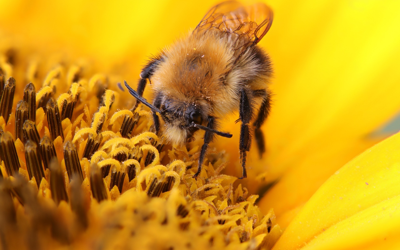 Пчела собирает сладкий нектар на цветке подсолнуха