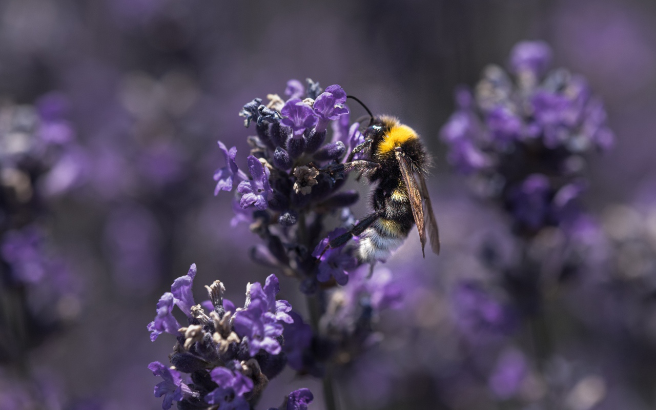 Пчела сидит на фиолетовом цветке лаванды 