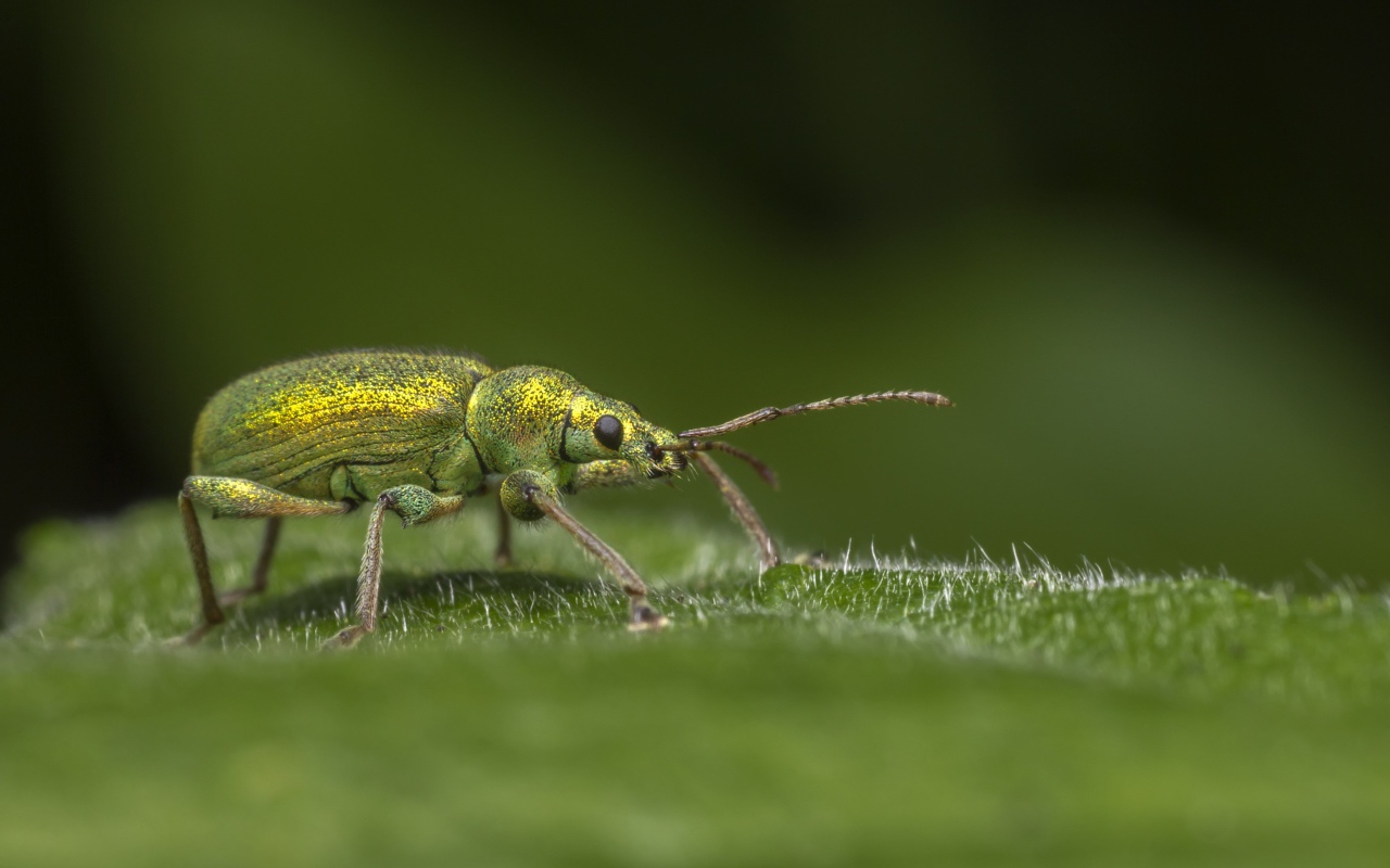Большой зеленый жук сидит на зеленом листке 
