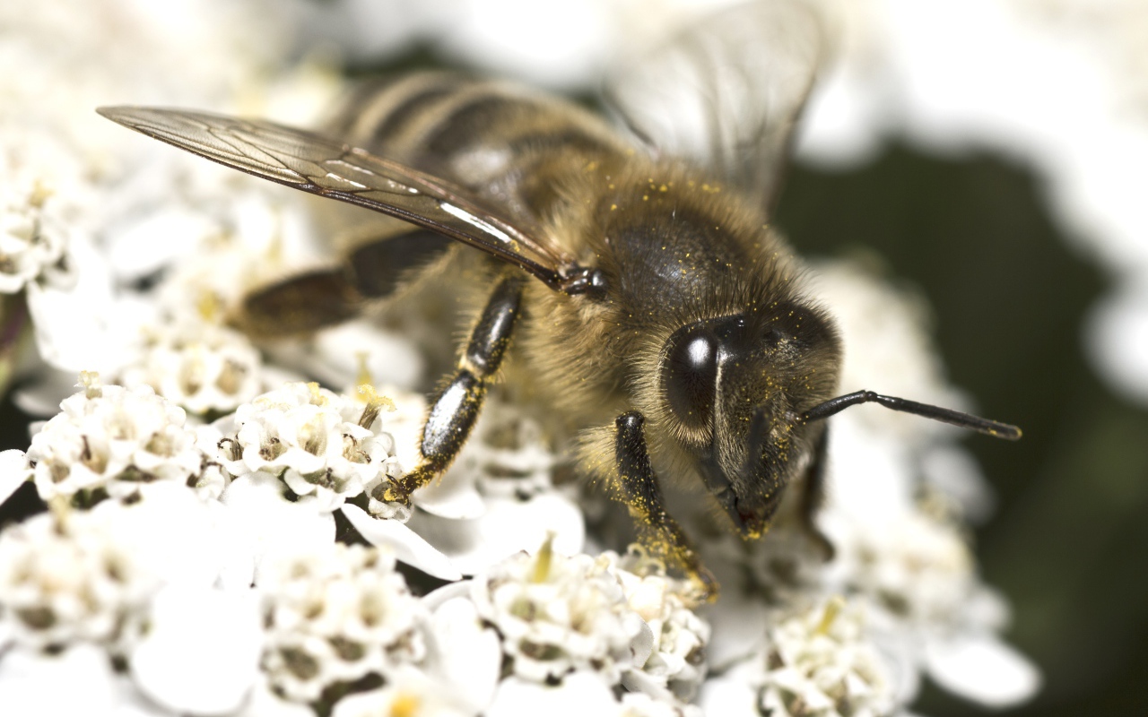 Большая пчела собирает нектар на белом цветке 