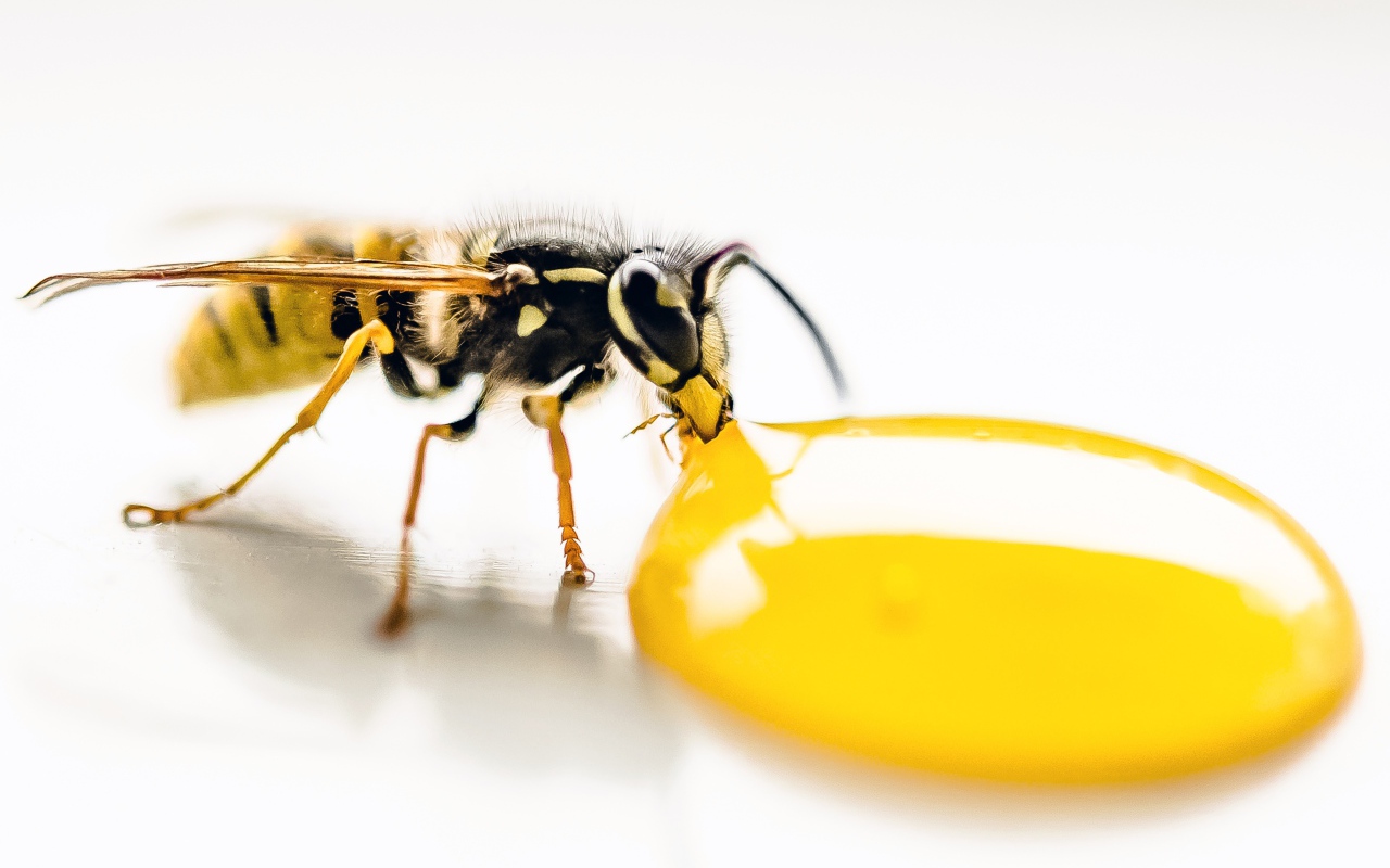 Большая желтая оса ест мед на белом фоне