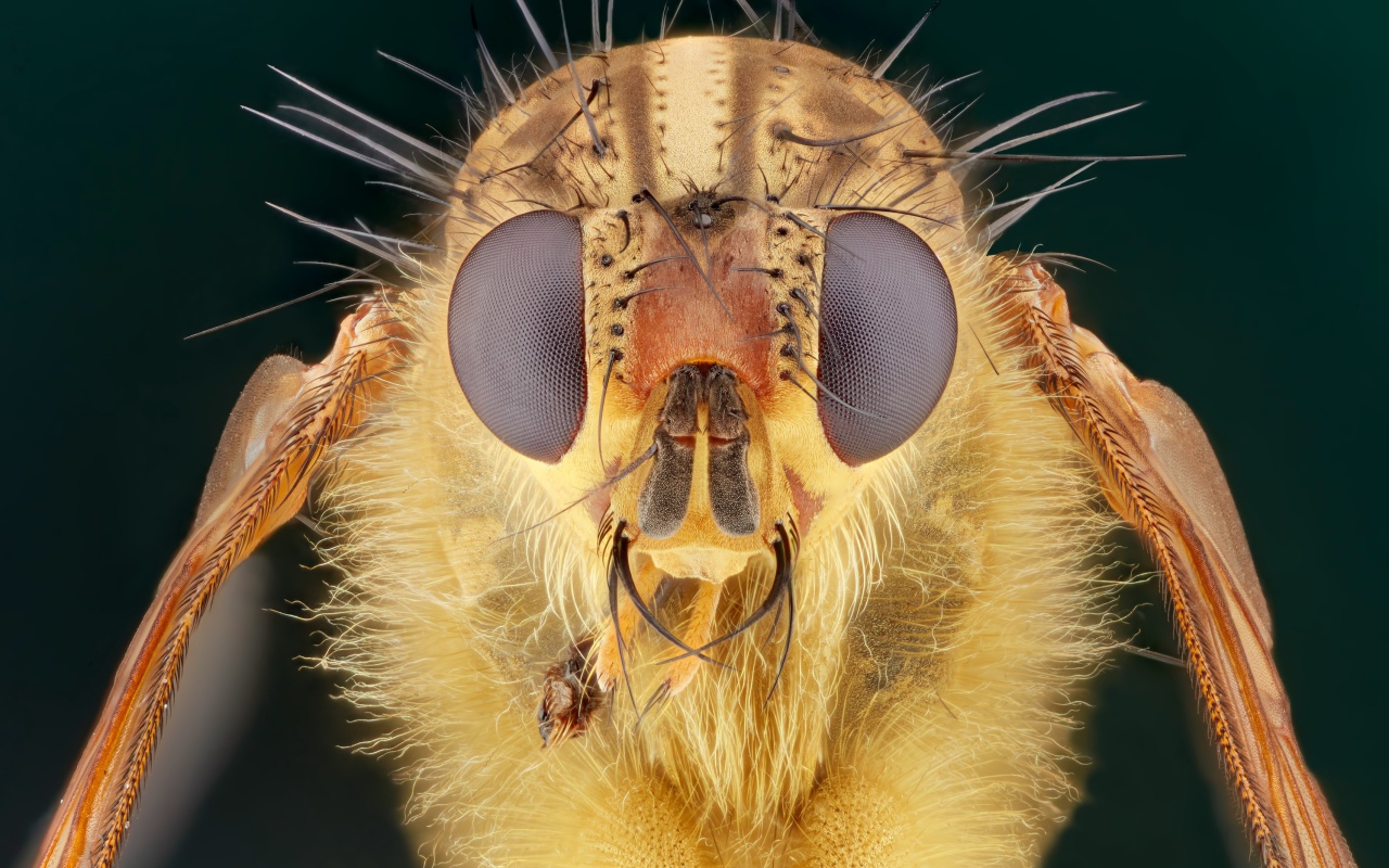 Голова мухи макросъемка 