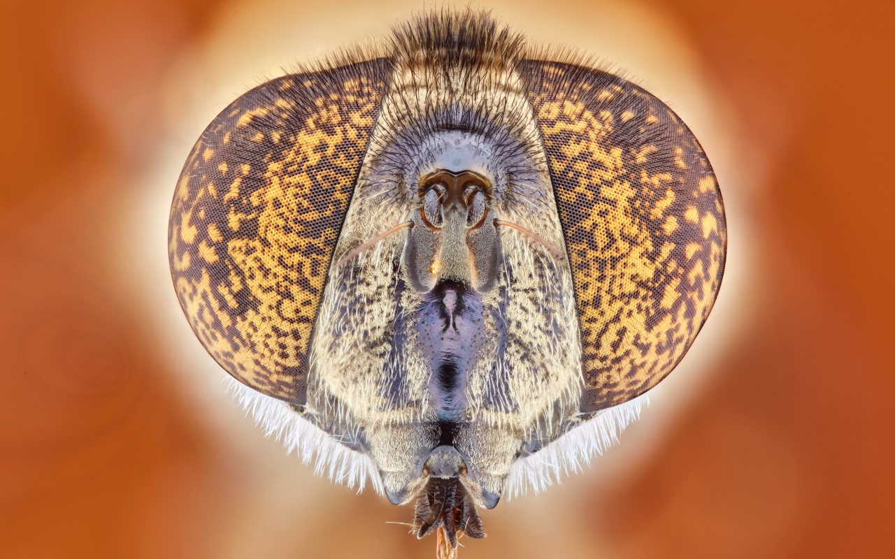 Муха под микроскопом 