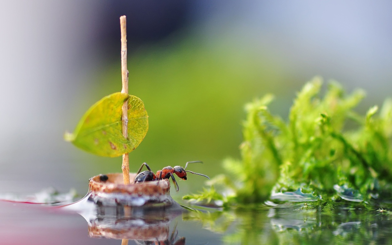 Маленький муравей плывет на плоту по воде