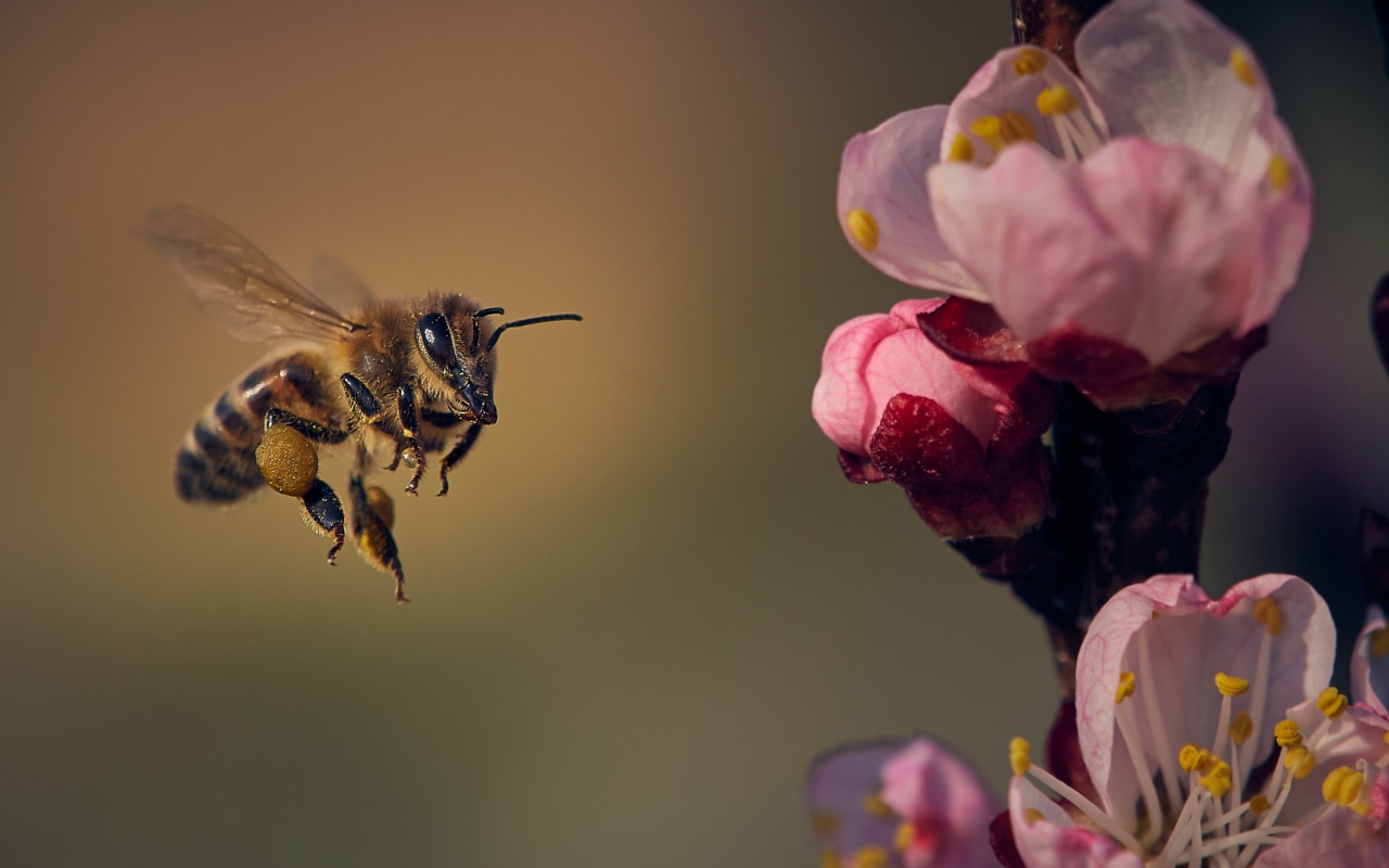 Маленькая пчела летит на розовый цветок 