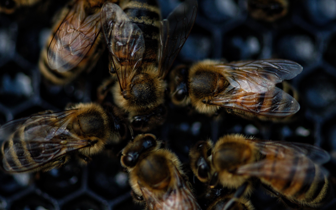 Маленькие пчелы на сотах крупным планом