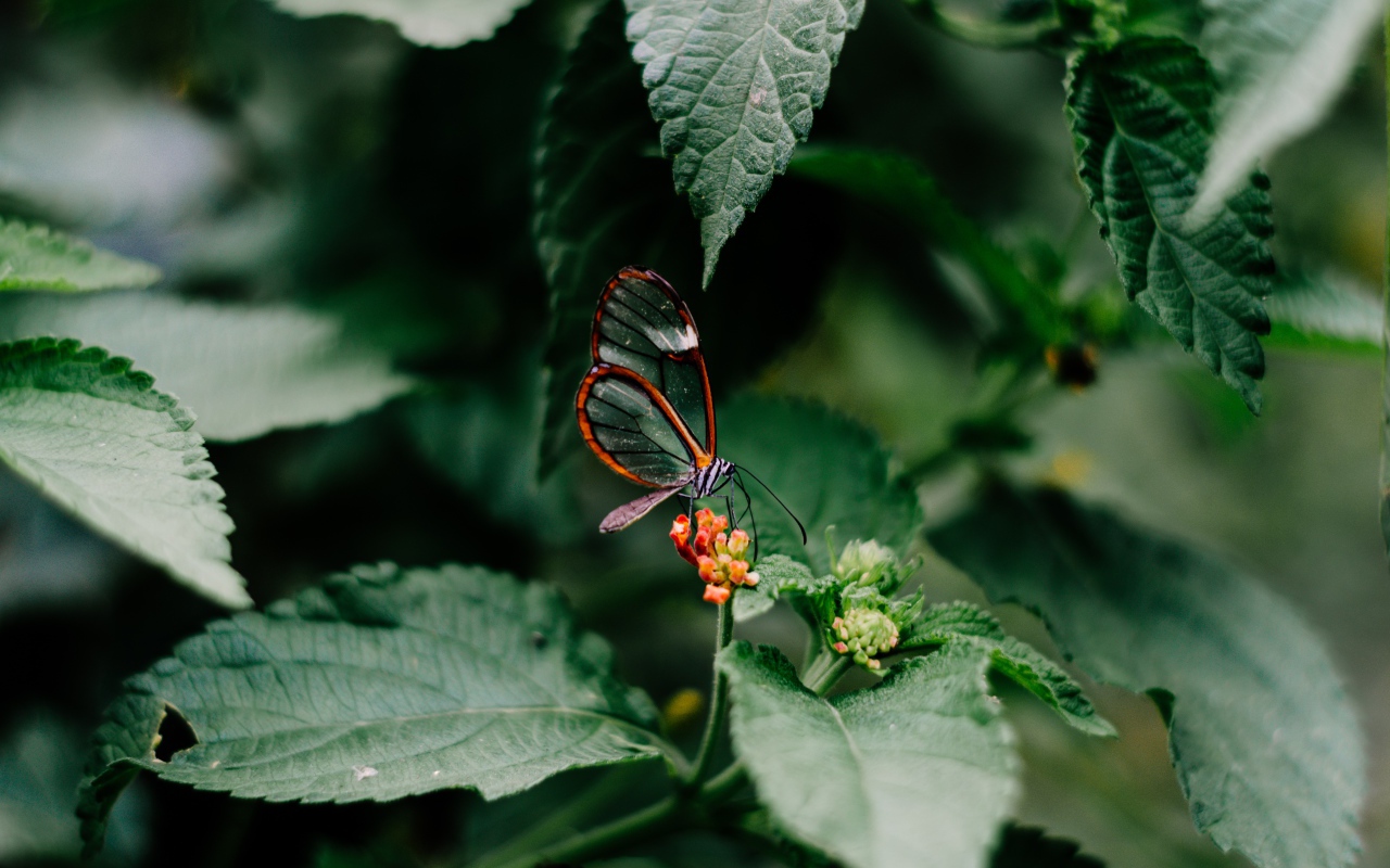 Маленькая прозрачная бабочка сидит на цветке в зеленых листьях 