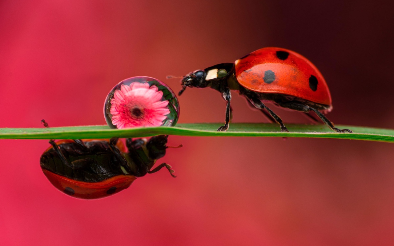 Две божьих коровки на зеленом листе с каплей росы
