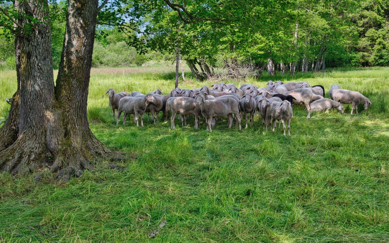 Стадо овец пасется на зеленой траве под деревом