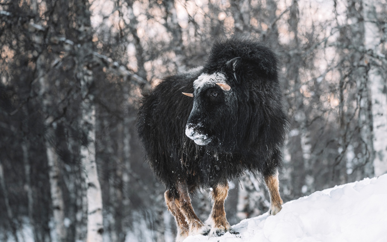 Американский бизон в зимнем лесу 