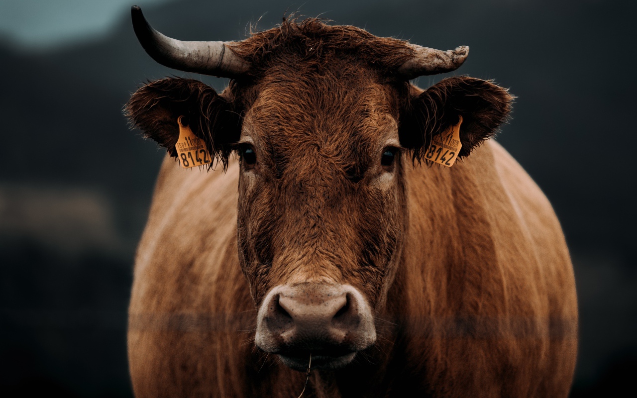 Большая коричневая корова крупным планом 