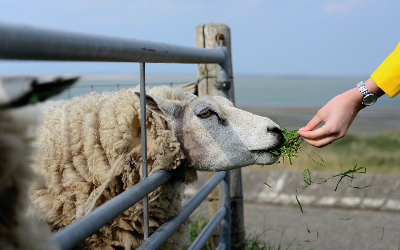Большая пушистая овца ест траву на ферме 