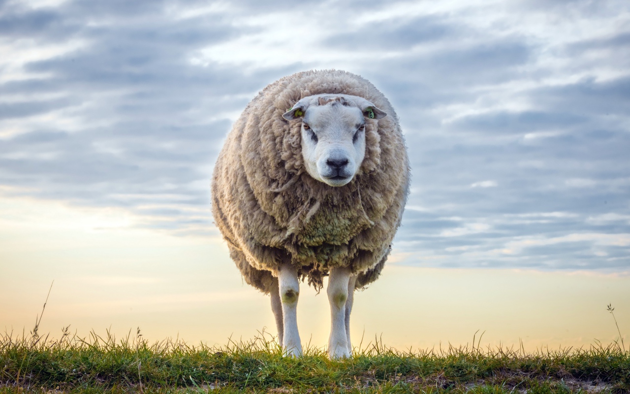 Нестриженая овца на поле на фоне неба 