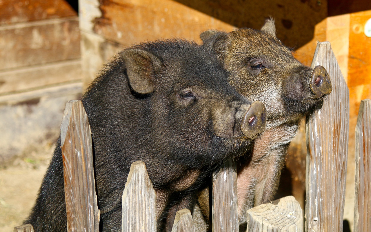 Два домашних поросенка в загородке