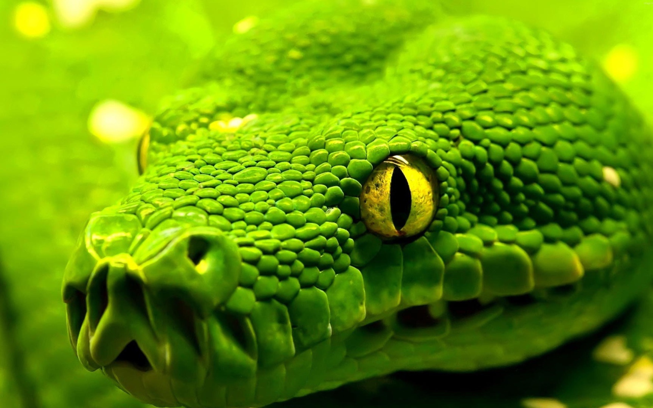 Big green snake with yellow eyes close-up