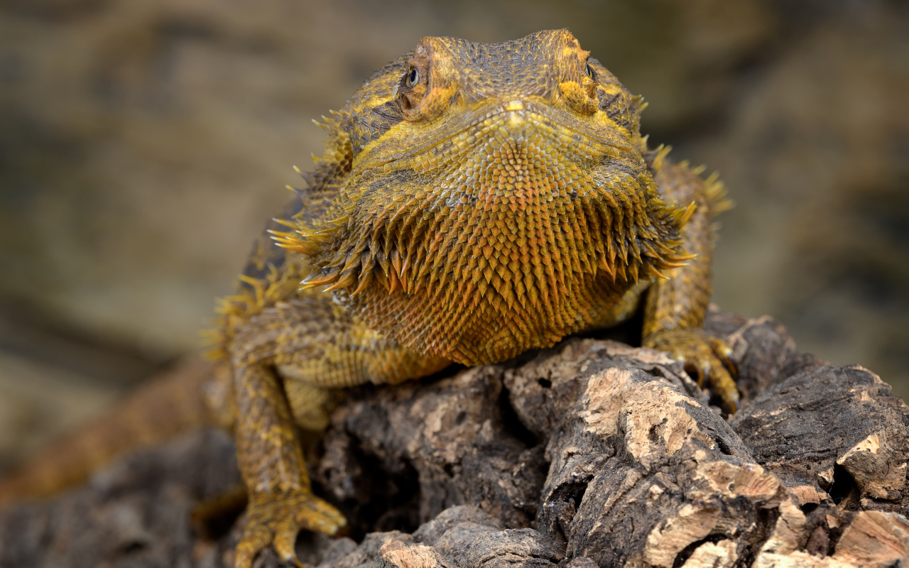 Большая игуана сидит на сухой коряге