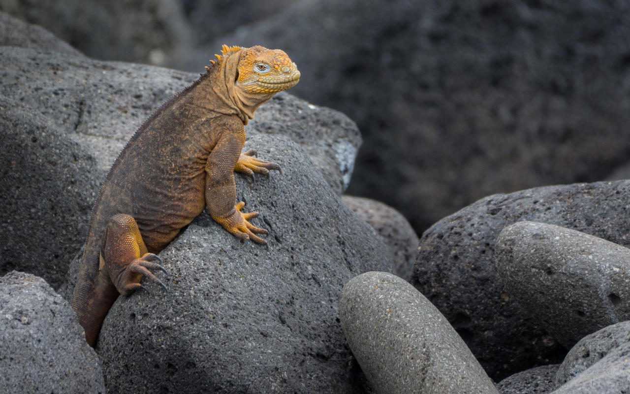 Большая игуана сидит на серых камнях 