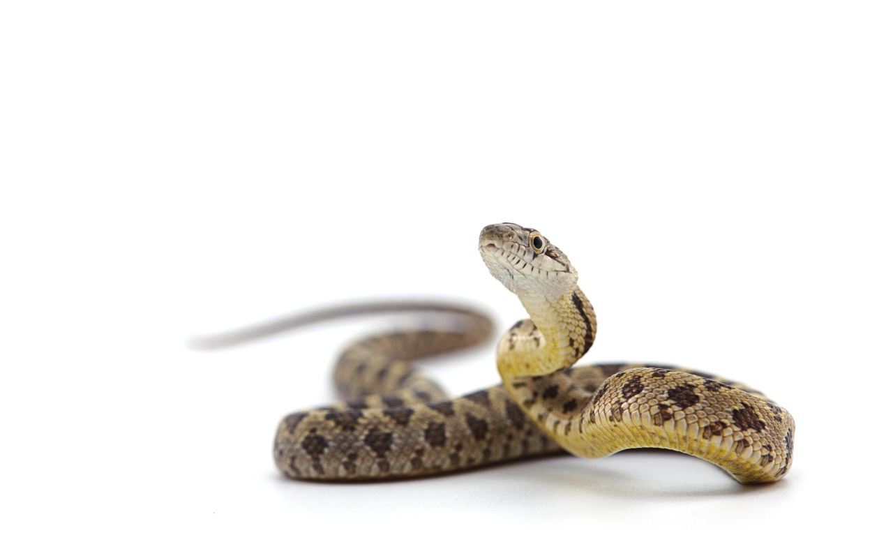 Большая змея на белом фоне