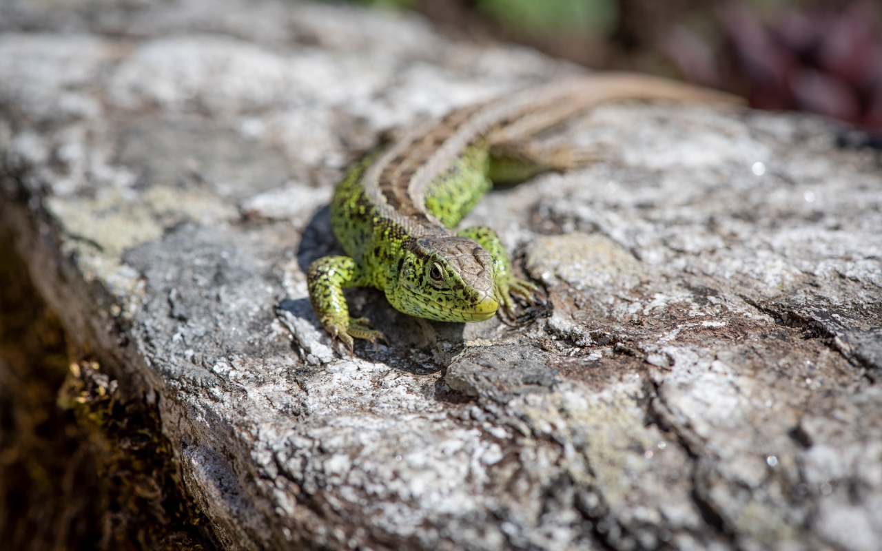 Зеленая ящерица сидит на камне 