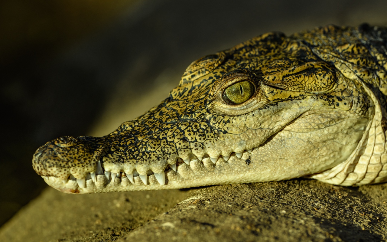 Large crocodile with sharp fangs sunbathes in the sun