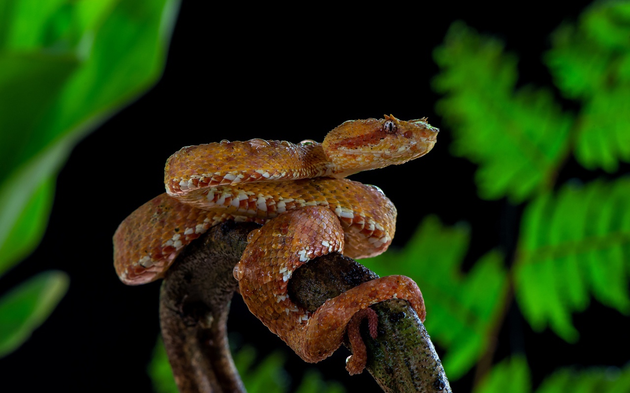 Большая ядовитая змея на ветке дерева 