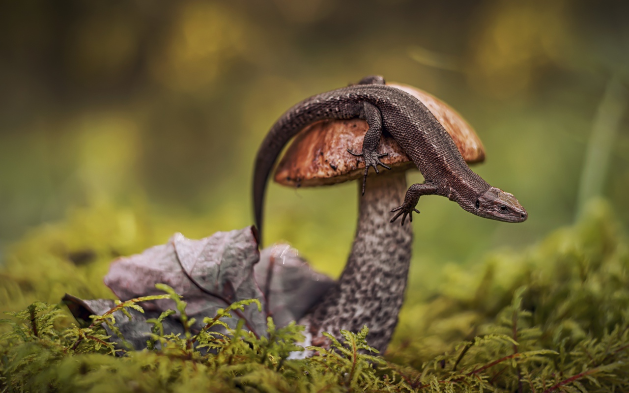 Ящерица сидит на грибе в лесу