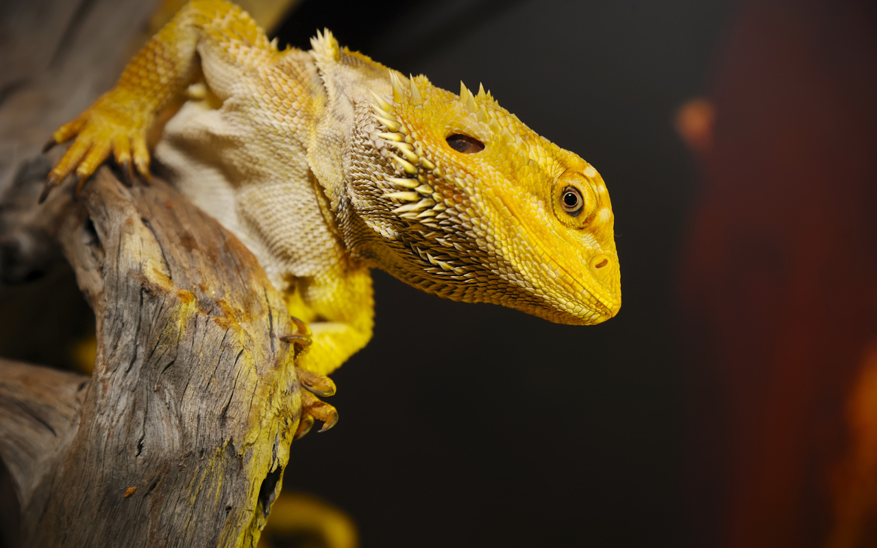 Желтая игуана сидит на сухом дереве