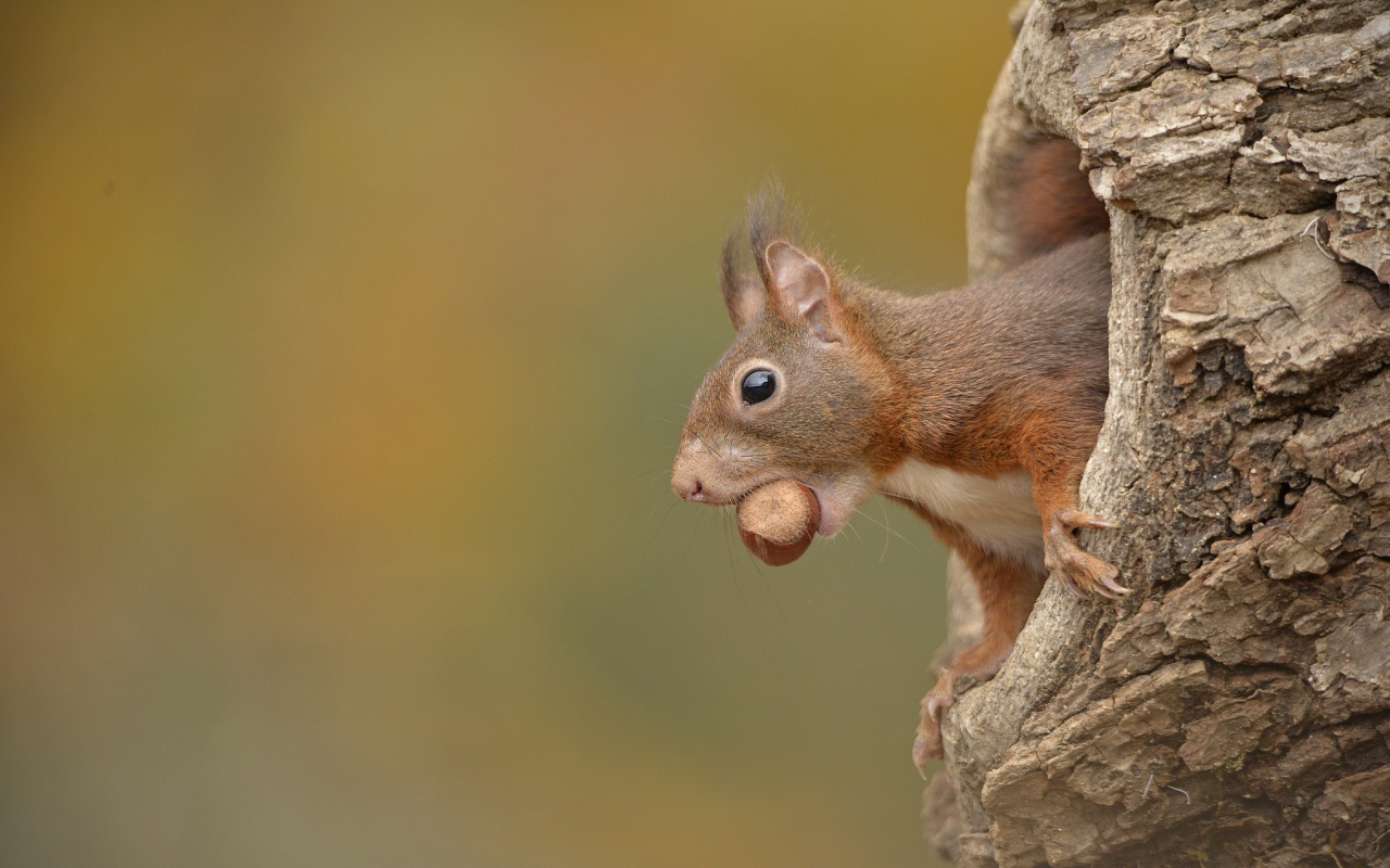 Белка с лесным орехом в зубах сидит в дупле 